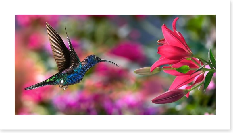 Hummingbird hover