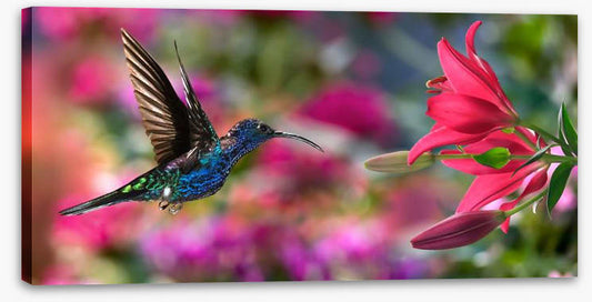 Hummingbird hover