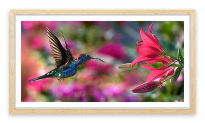 Hummingbird hover