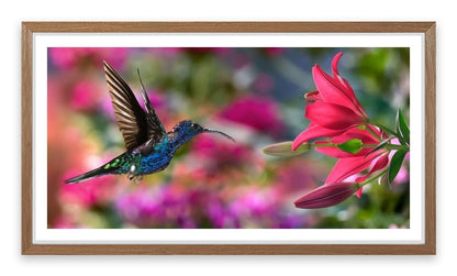 Hummingbird hover