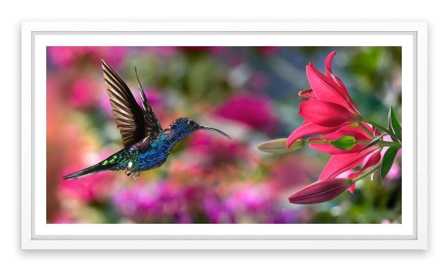 Hummingbird hover