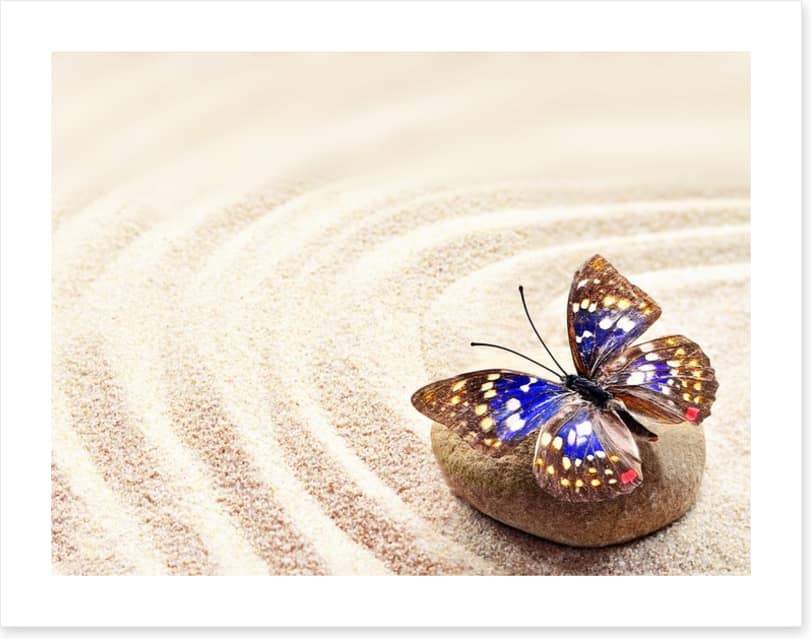 Beautiful butterfly on the sand