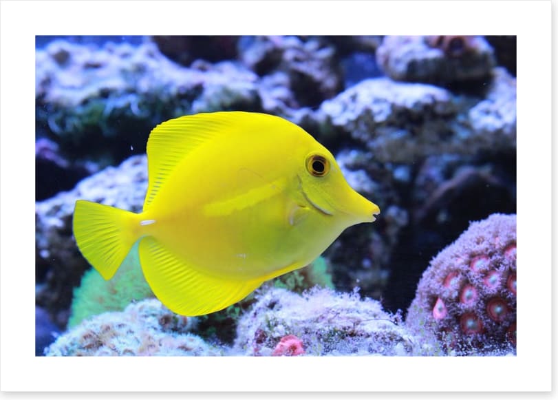 Yellow tang