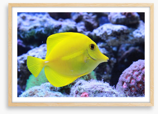 Yellow tang