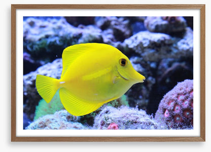 Yellow tang
