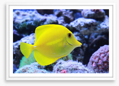 Yellow tang