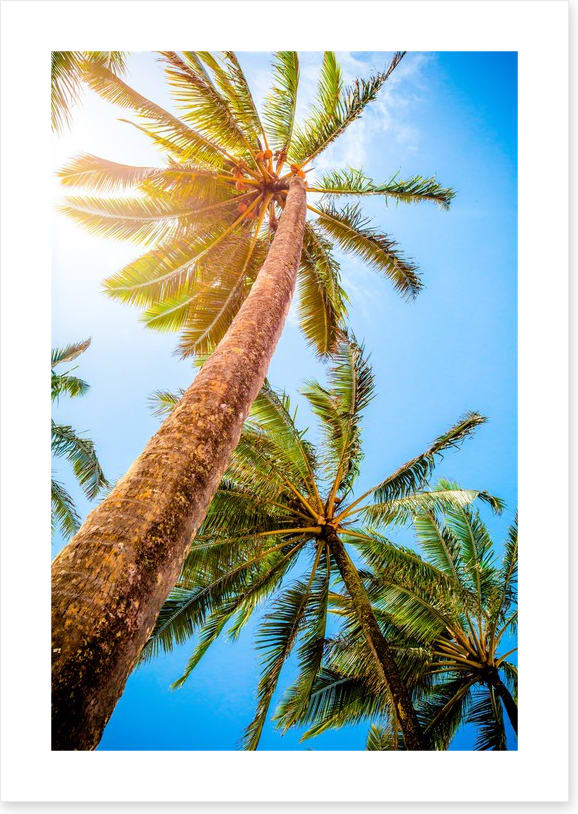 Trees