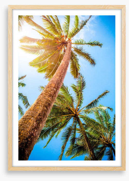 Trees