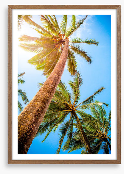 Trees