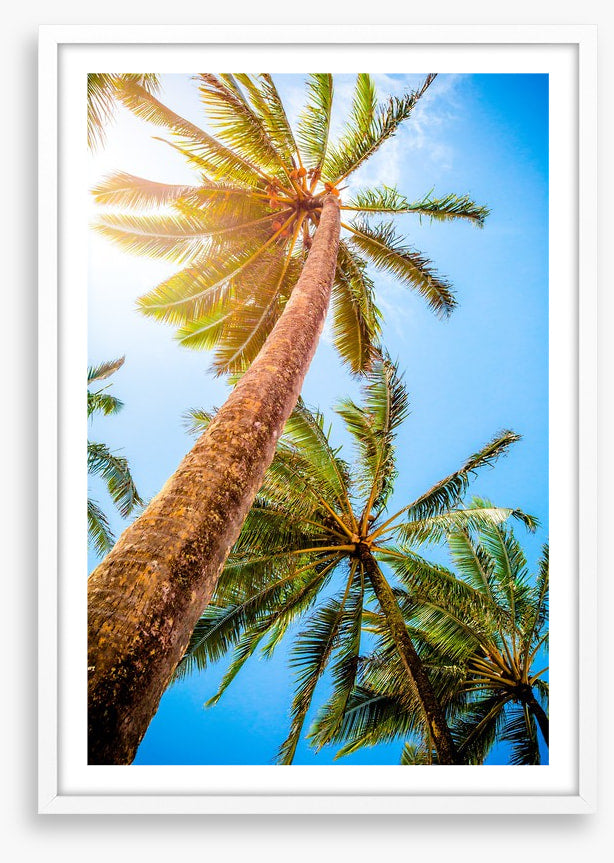 Trees