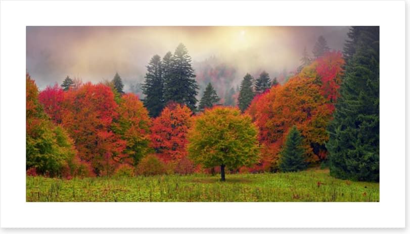 Foliage of fall