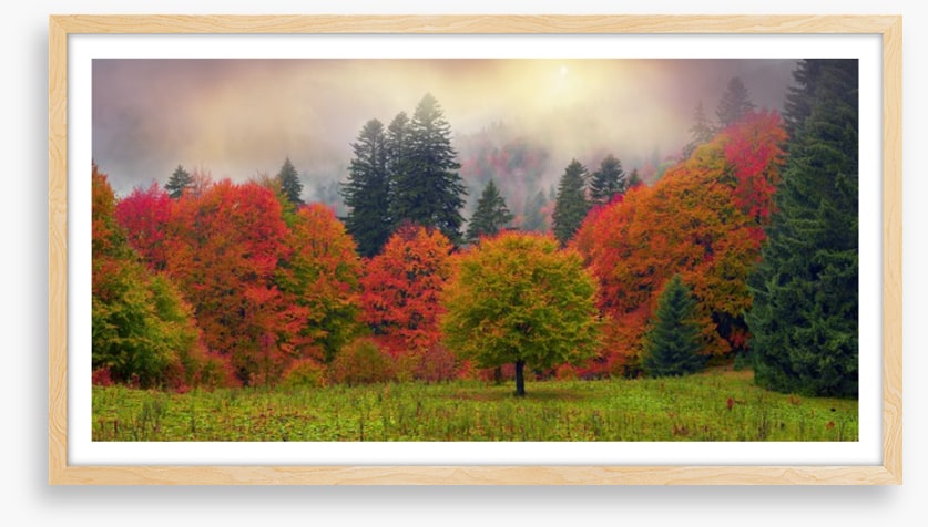 Foliage of fall
