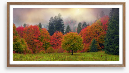 Foliage of fall