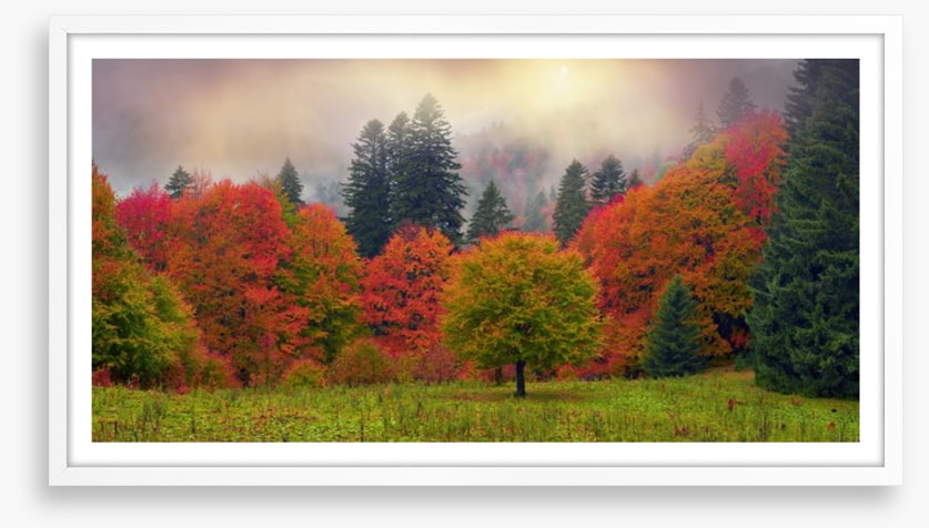 Foliage of fall