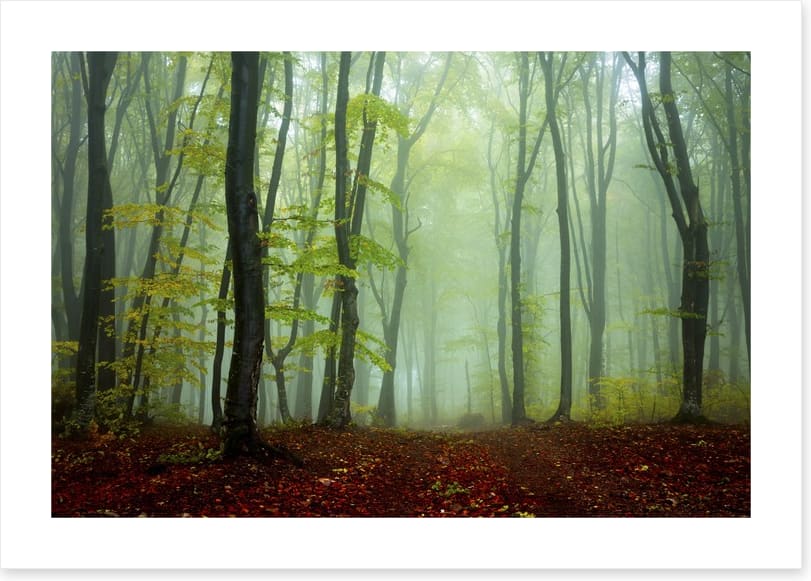Deep in the mystic woods