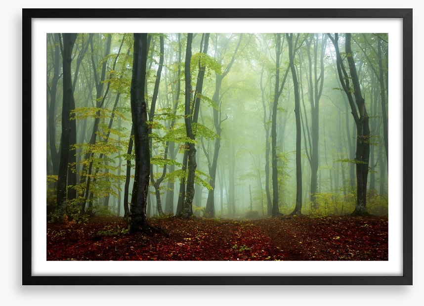 Deep in the mystic woods
