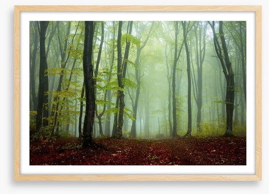 Deep in the mystic woods