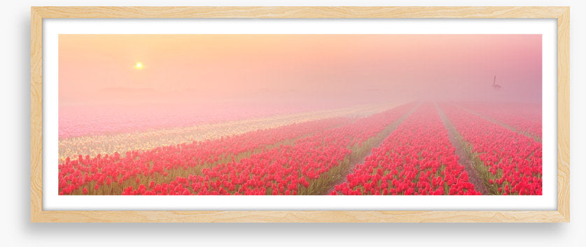 Meadows