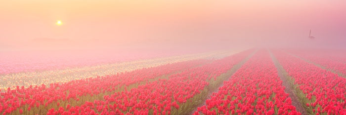 Meadows