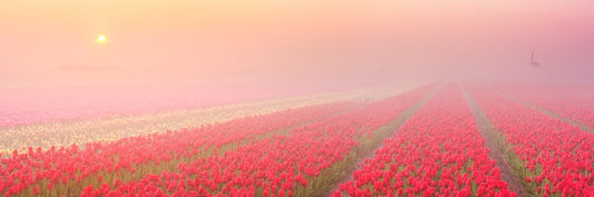 Meadows