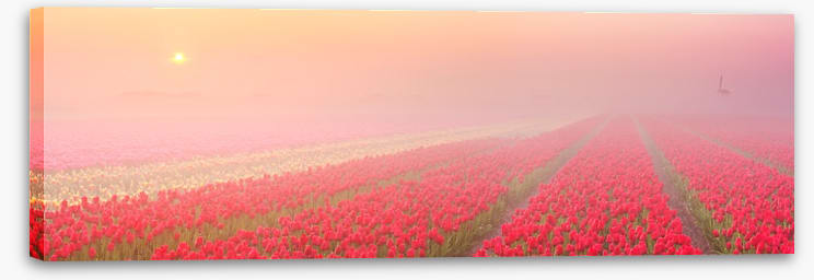 Meadows