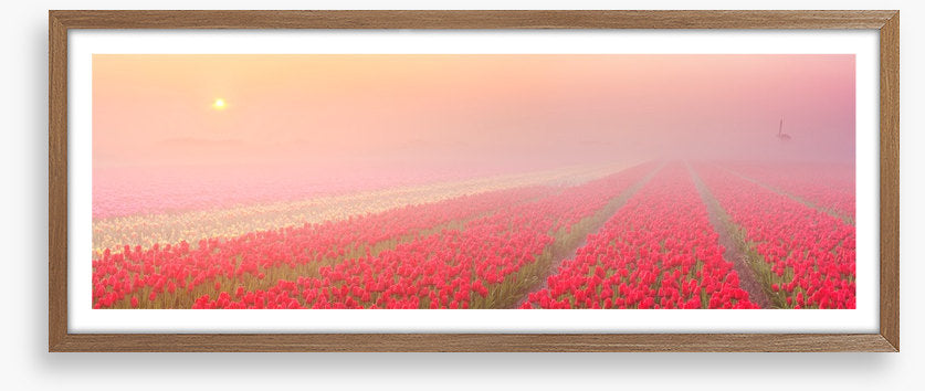 Meadows