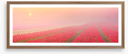 Meadows