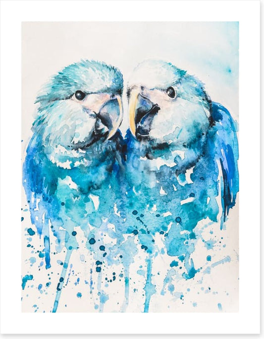 Little blue macaw