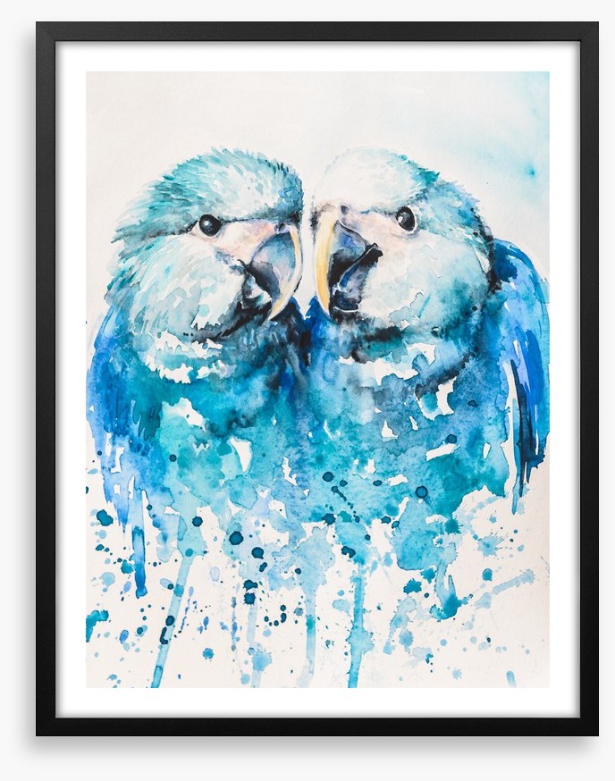 Little blue macaw