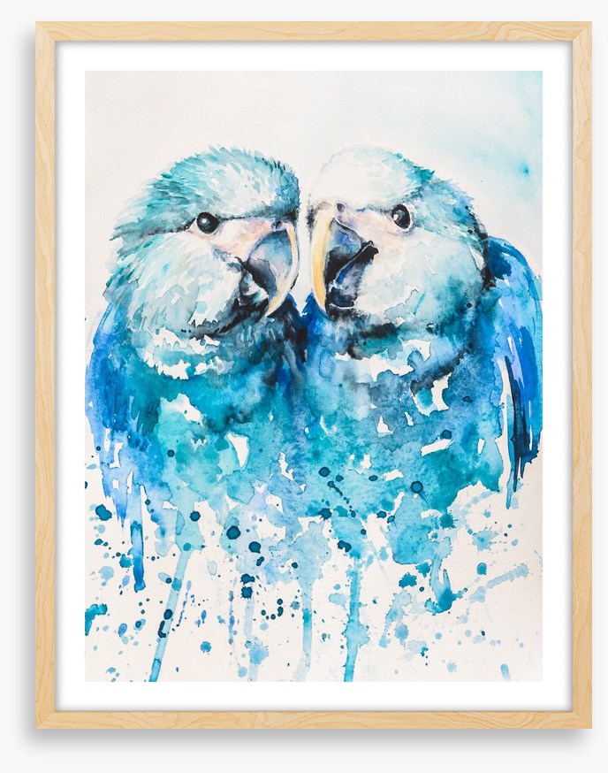 Little blue macaw