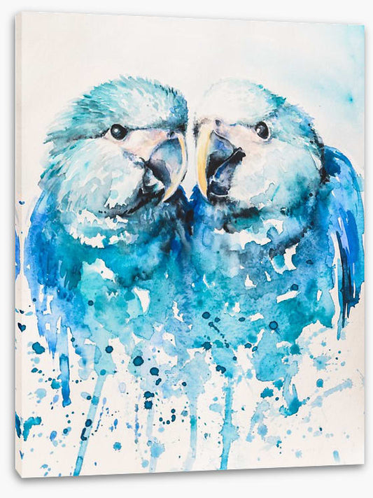 Little blue macaw