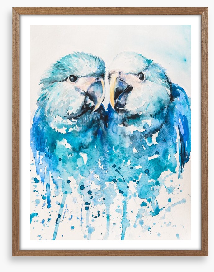 Little blue macaw