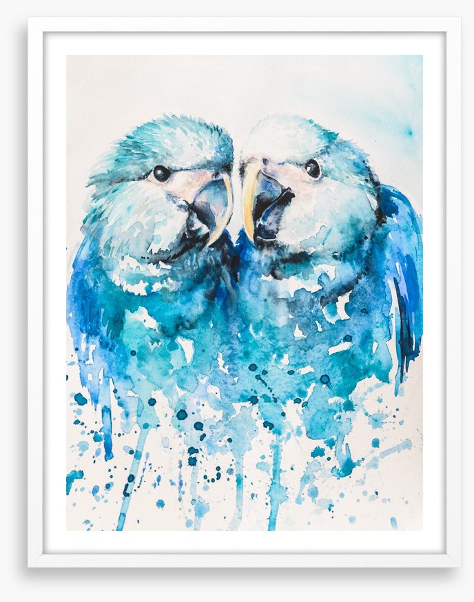 Little blue macaw