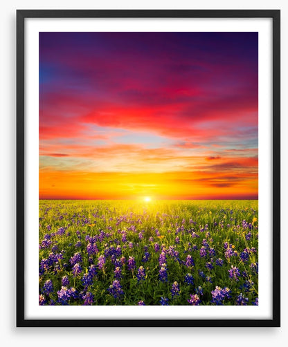 Wildflower meadow sunset