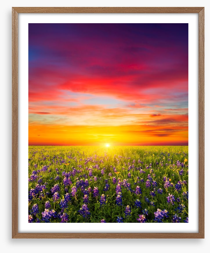 Wildflower meadow sunset