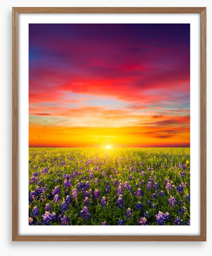 Wildflower meadow sunset