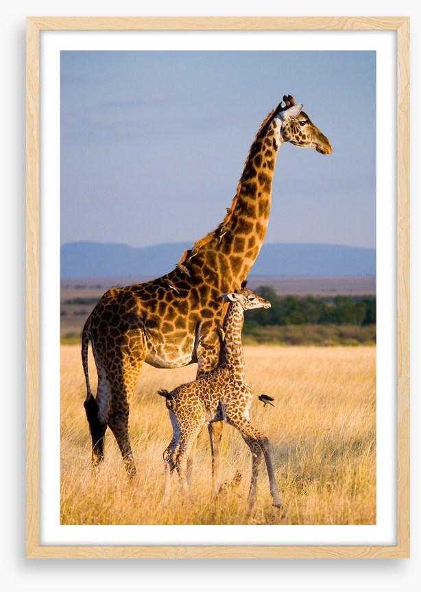 Savanna stroll