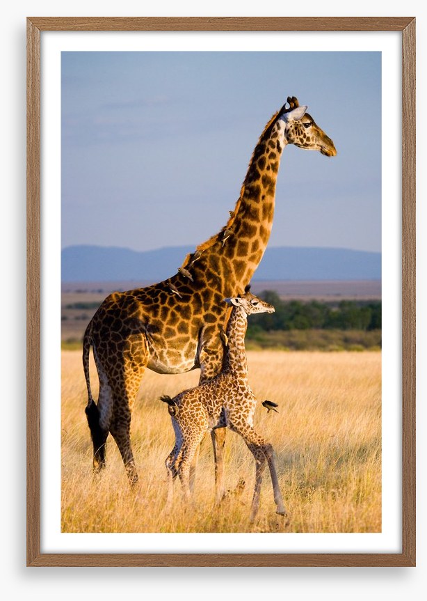 Savanna stroll
