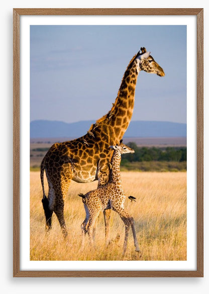 Savanna stroll