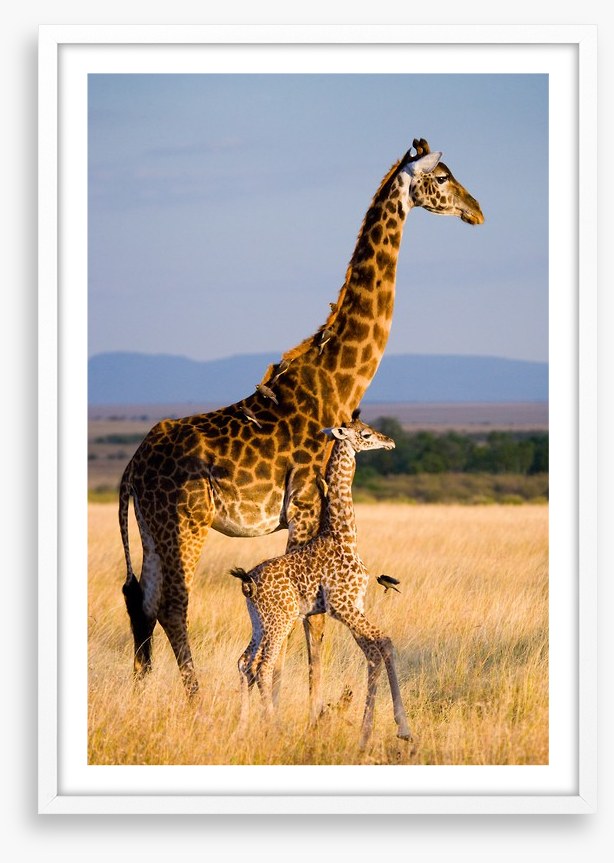 Savanna stroll