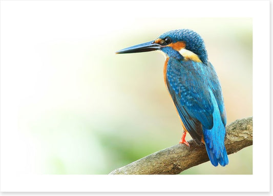 Kingfisher king