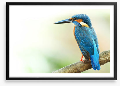 Kingfisher king