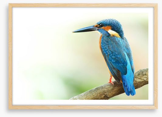 Kingfisher king