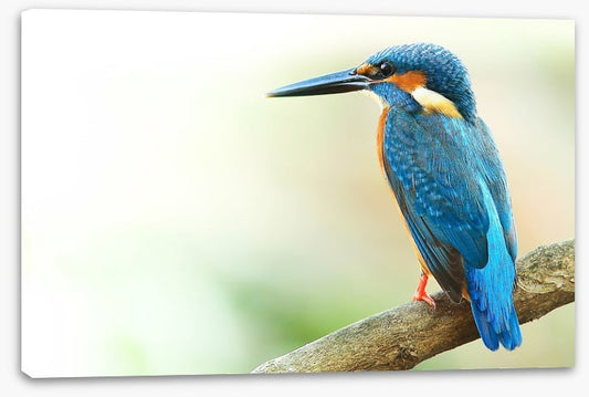 Kingfisher king