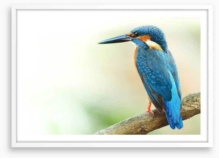 Kingfisher king