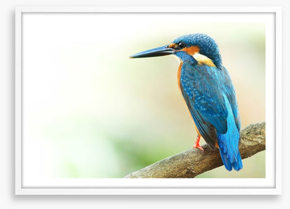 Kingfisher king
