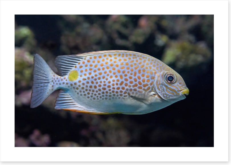 Fish / Aquatic