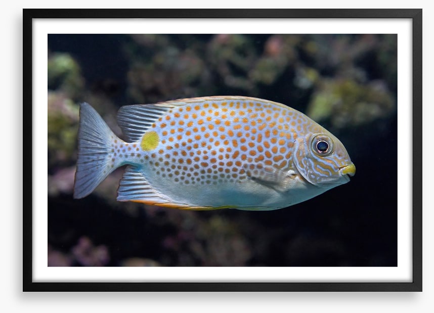 Fish / Aquatic