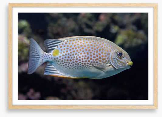 Fish / Aquatic