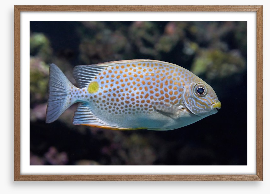 Fish / Aquatic